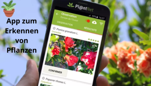 App zum Erkennen von Pflanzen